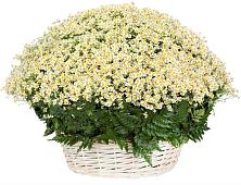 Цветочная композиция из Ромашки в корзине #REPLACE_PRED# Белогорске Кемеровской области
